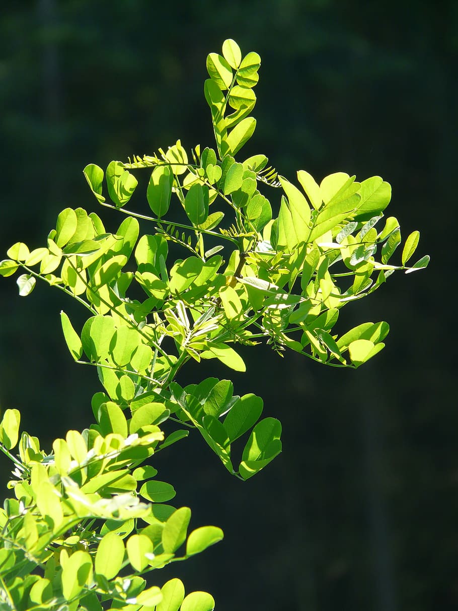 Rama, hojas, común, arce, arce común, verde, luz de fondo, verde claro, brillante, robinia pseudoacacia