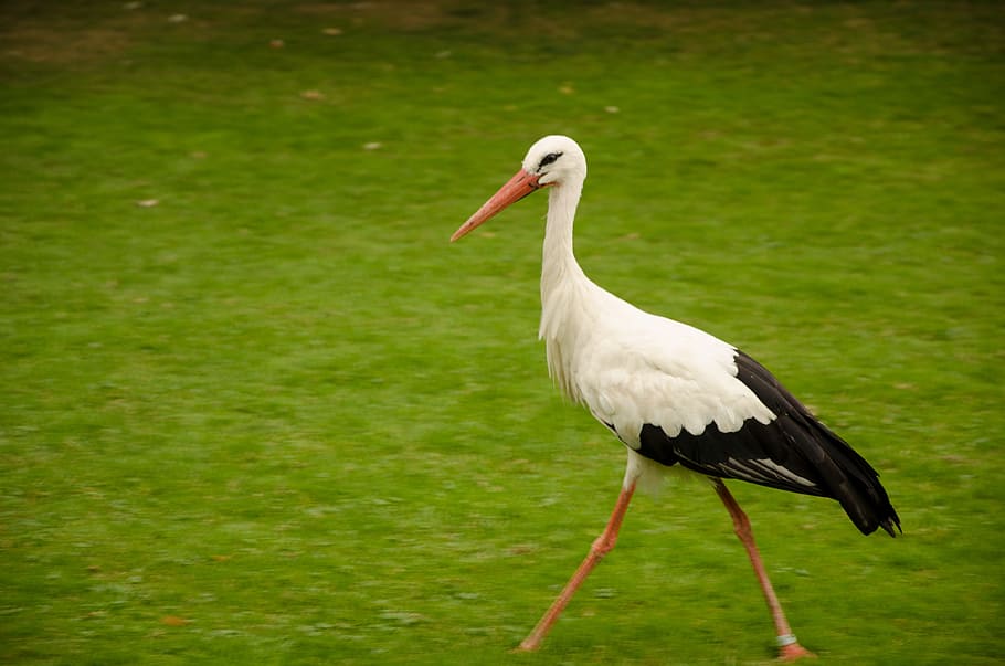 Stork, Rattle, Nature, Bird, green, rattle stork, grass, one animal, animals in the wild, animal themes