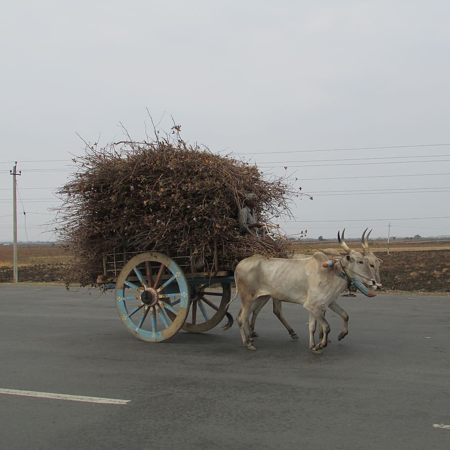 two, white, cows, carriage, filled, dried, trees, bullock cart, ox waggon, waggon