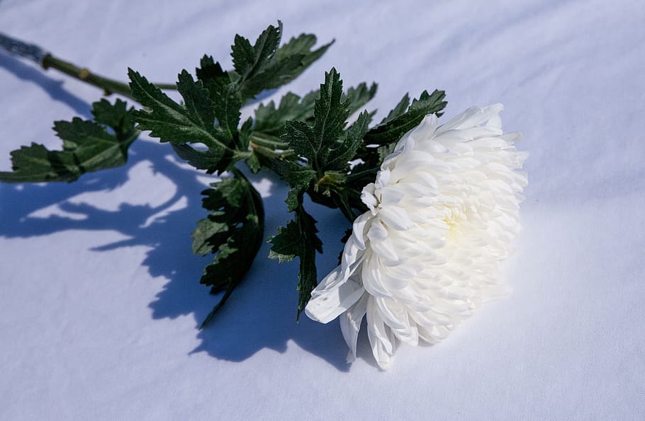 white, chrysanthemum flower, textile, incense, memorial, wreath, chrysanthemum, white chrysanthemum, white color, nature