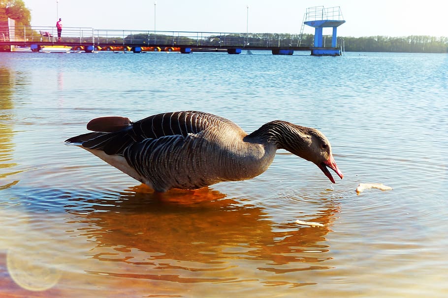 goose grey goose, water bird, lake, beach, food, animals, nature, at the court of, vertebrates, lake mine