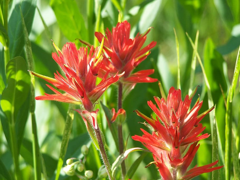 Indian Paintbrush, Flowers, Plant, prairie fire, blooms, petals, colorful, perennial, herbaceous, outdoors