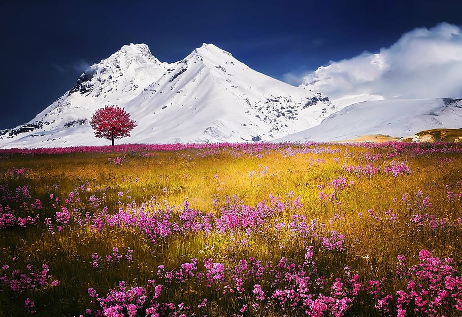 pink, lapangan bunga petaled, es, tertutup, wallpaper gunung, pegunungan Alpen, pohon, salju, lanskap alam bunga rumput, musim panas
