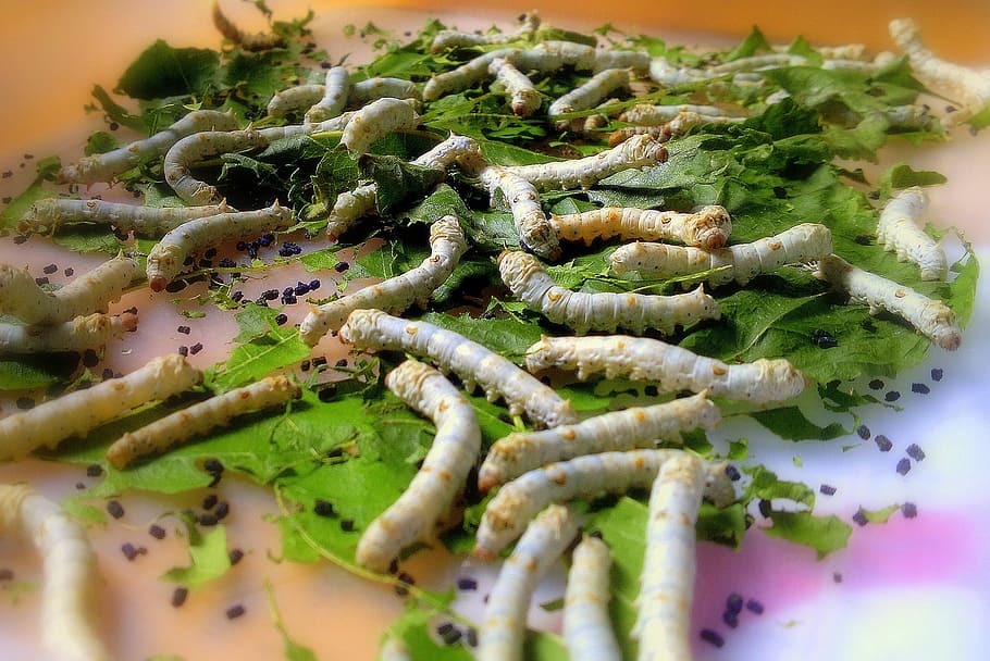 silkworm, insects, caterpillar, insect, wildlife, bug, small, cocoon, wild, entomology