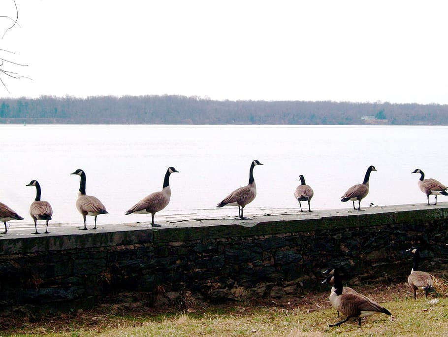 canada geese, canada goose, geese, potomac river, waterfowl, birds, animals, branta canadensis, gaggle, flock