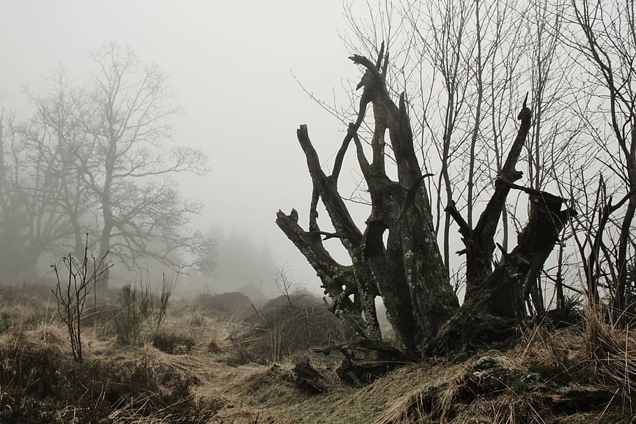 macro photography, bare, tree, fog, root, tree root, autumn, nature, mystical, mood