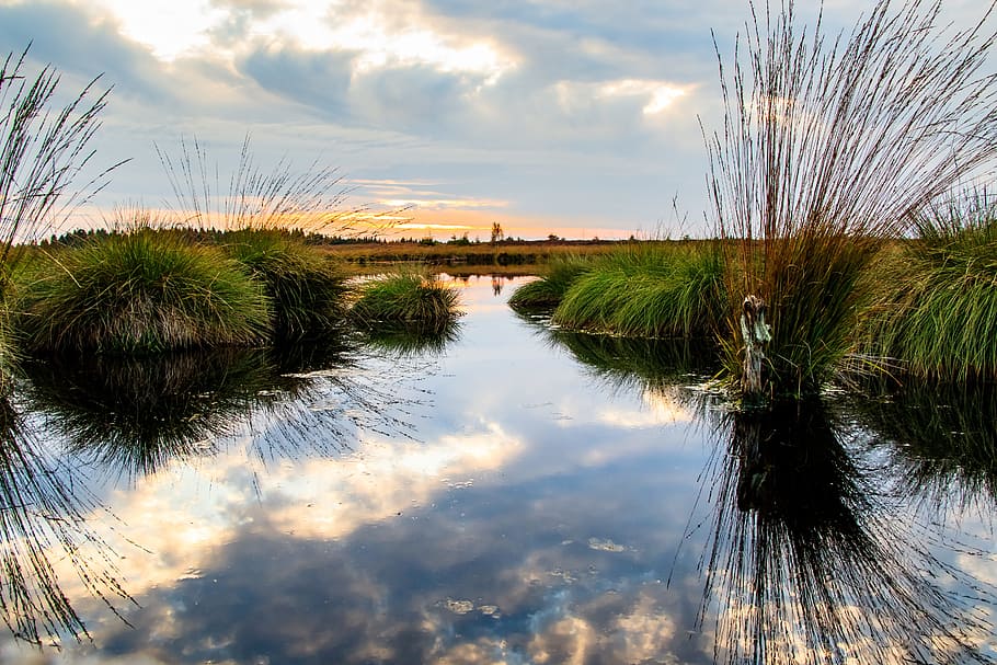 reflective, photography, body, water, grasses, cloudy, sky, moor, swamp, landscape
