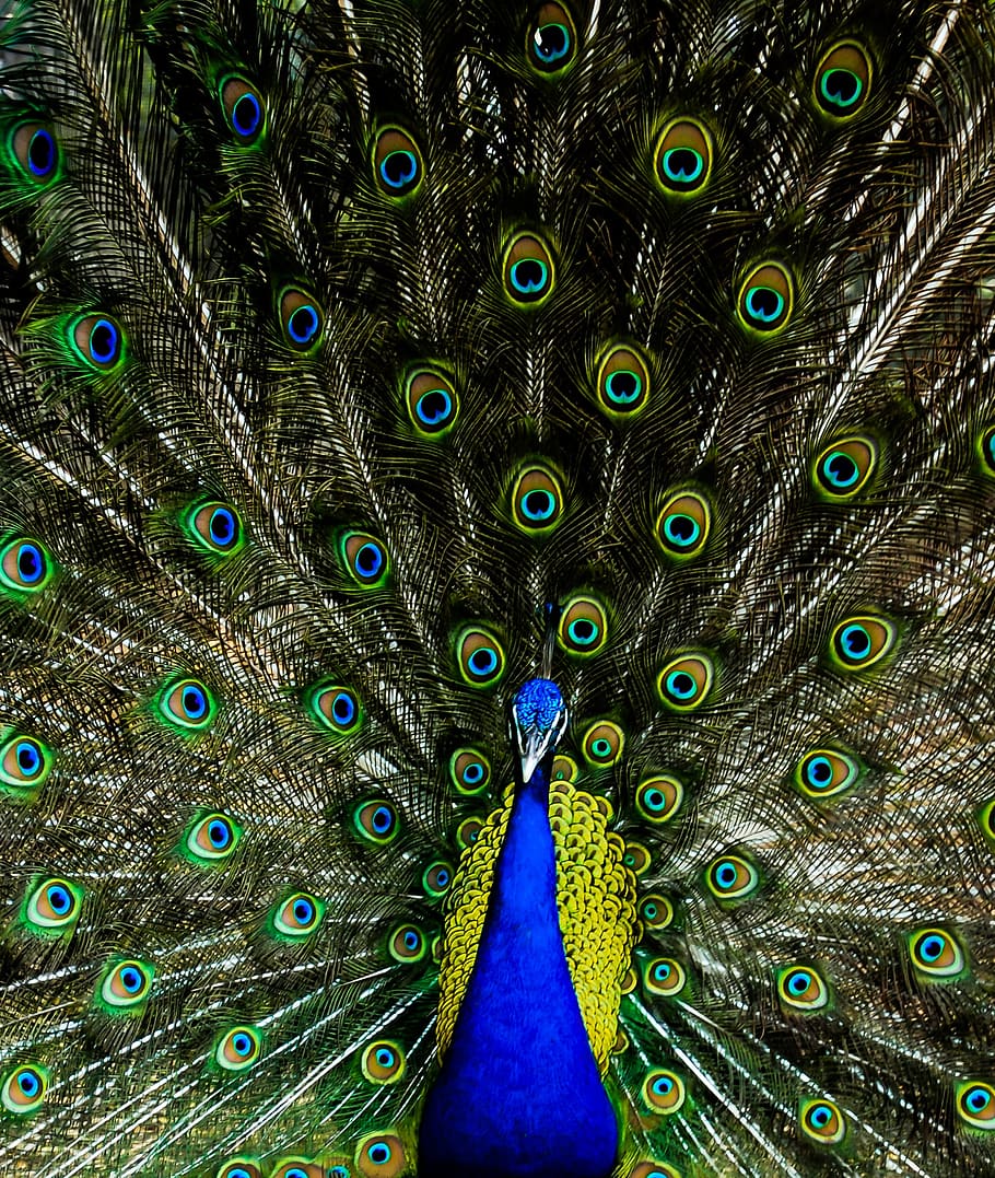 peacock, colors, colour, blue, green, animal, tail, beautiful, background,  nature | Pxfuel