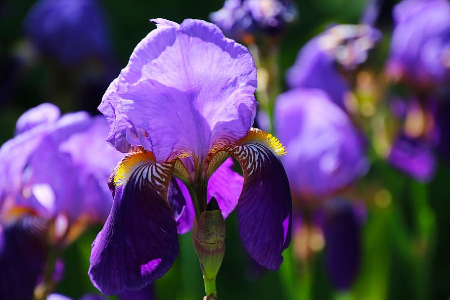 purple, irises, bloom, daytime, iris, flower, floral, blossom, nature, garden