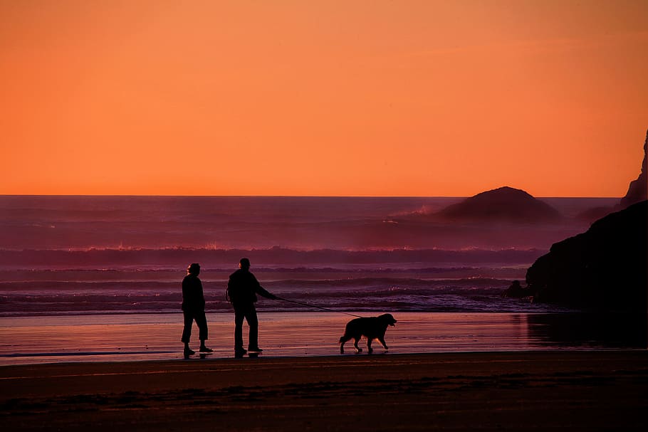 silhouette photo, two, people, walking, beach, dog, grandparents, walking the dog, pet, together