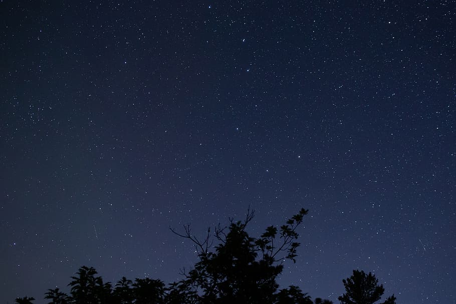 árbol, noche, estrellado, cielo, galaxia, espacio, árboles, silueta, naturaleza, astronomía