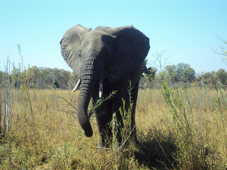 elephant, malawi, wildlife, nature, africa, safari Animals, animal, animals In The Wild, savannah, mammal