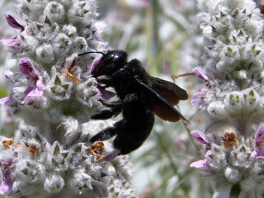 black, wasp perching, white, purple, flower, close-up photography, xylocapa, carpenter bee, insect, bug