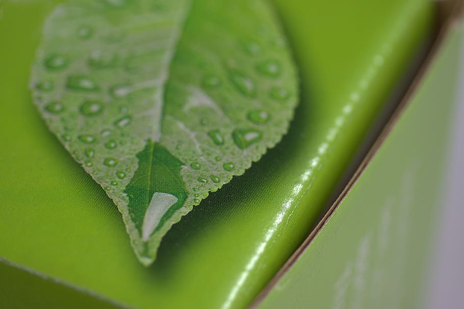 caja, impresión, hoja, verde, corrugado, color verde, parte de la planta, primer plano, gota, planta