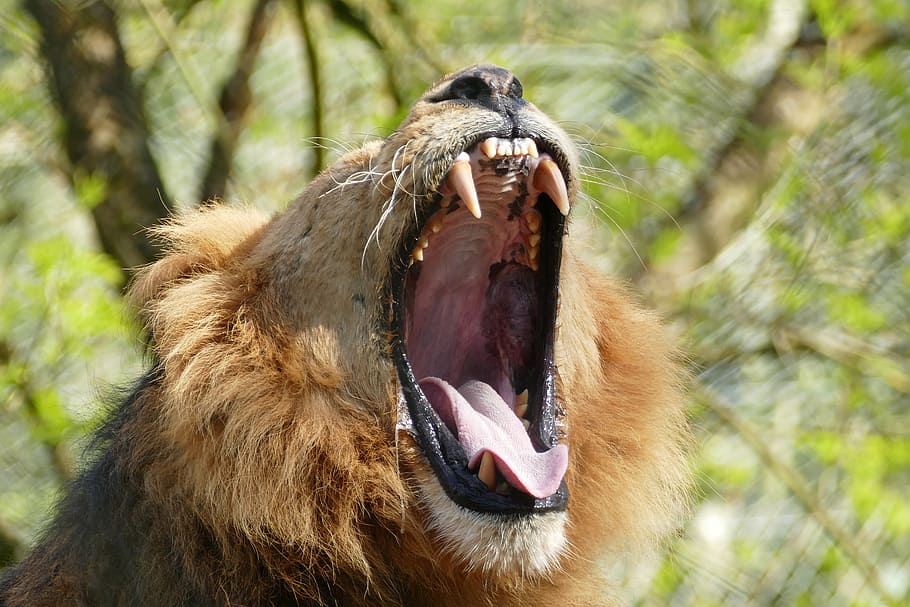 lion during daytime, lion, teeth, wild, animal, mane, cat, nature, feline, mammal