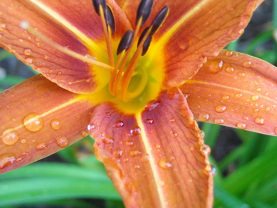 Raindrops, Day Lily, Plant, Lily, Flower, lily, flower, nature, wet, rain, garden