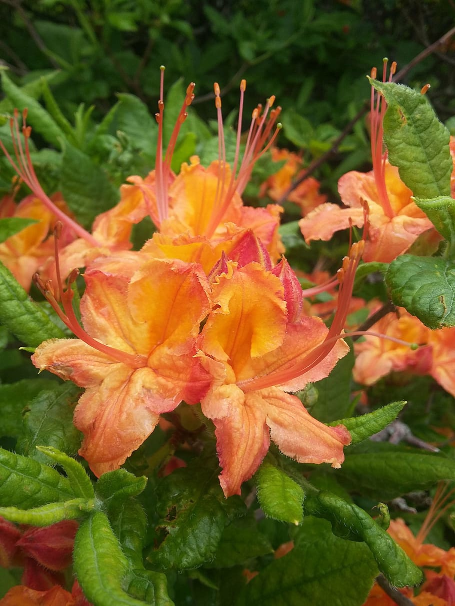 azaleas, flowers, blooming, spring, roan mountain, nature, plant, leaf, flower, red