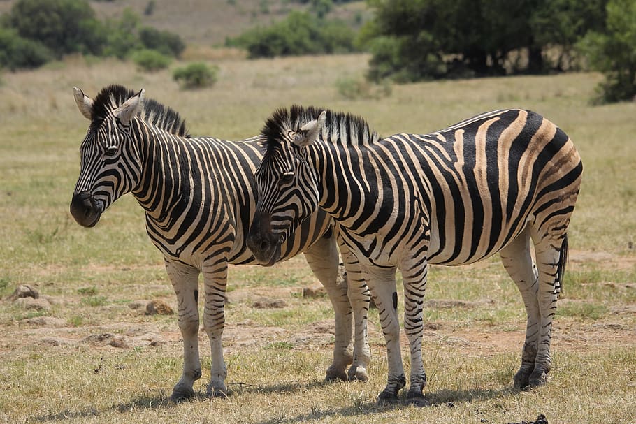 kuda zebra, Burchell, kamuflase, permainan, mendorong, liar, pilanesberg, Selatan, Afrika, alam