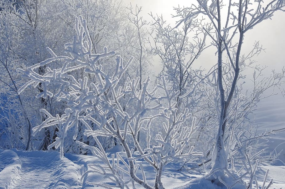 snows on tree, winter, frost, snow, snowdrifts, trees, glaciation, ice crust, nast, cold