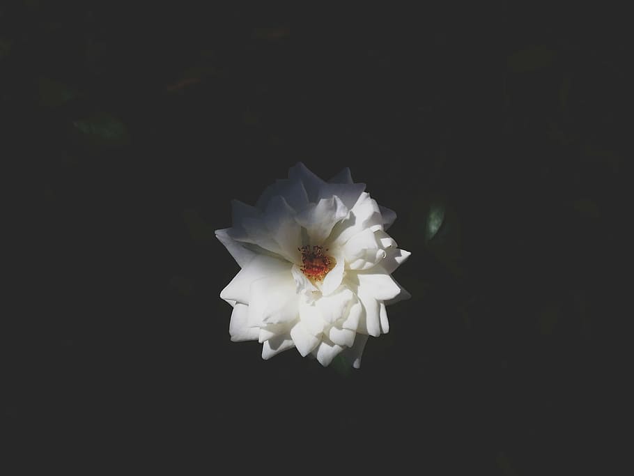 white, rose, closeup, photography, nature, flower, flowers, bloom, plant, petals