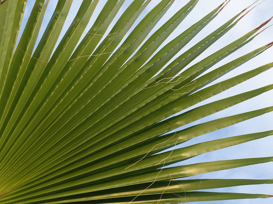 fan palm, leaves, subjects, plant, pattern, palm tree, palm leaf, leaf, plant part, tropical climate
