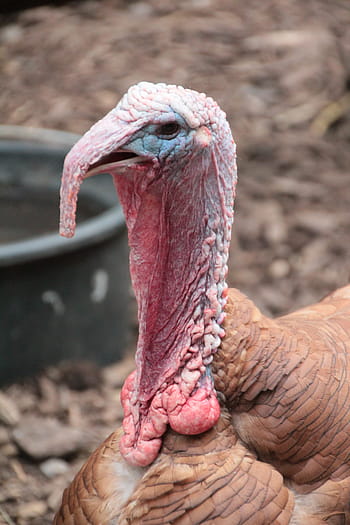 turkey-backyard-poultry-plumage-royalty-free-thumbnail.jpg