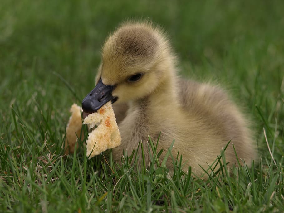 closed-up photography, brown, duckling, duck, bread, eating, cute, yellow, baby, beak