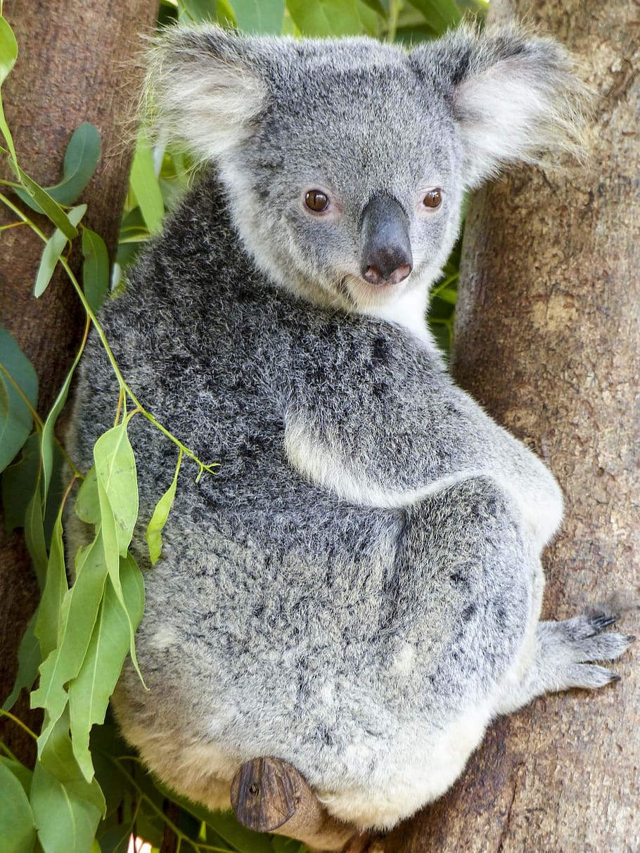 koala bear, animal, mammal, cute, nature, wildlife, eucalyptus, australia, endangered, species
