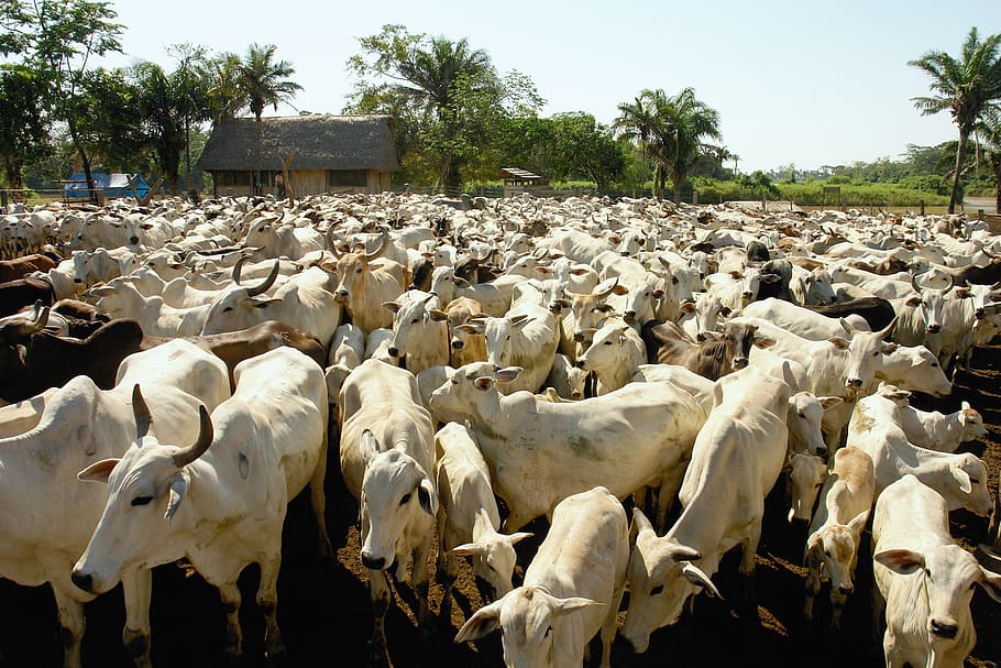 white, cows lot, farm, daytime, amazon, bolivia, crossing, holiday, livestock, cows