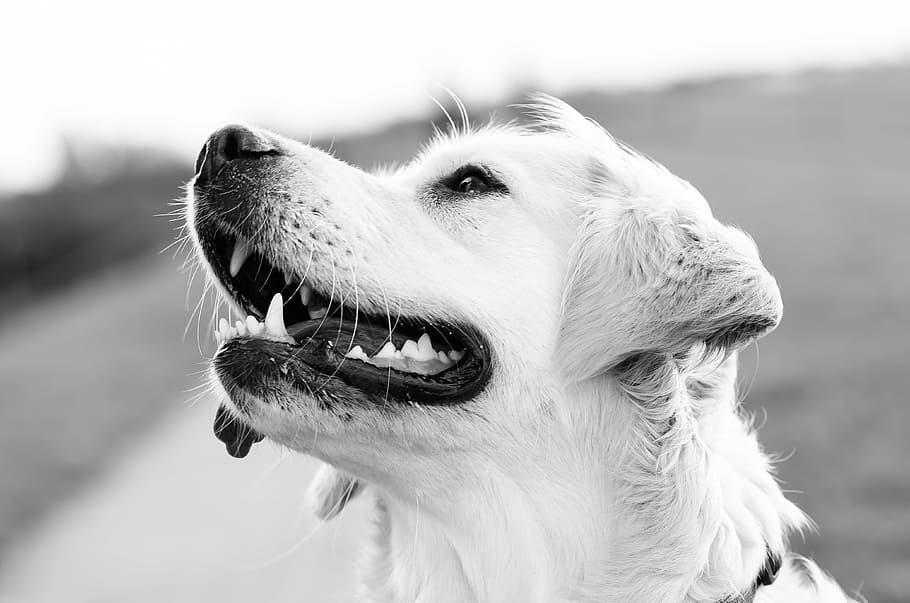 grayscale photo, short, coat dog, wildlife photography, pet photography, dog, dog runs, animal, nature, fun