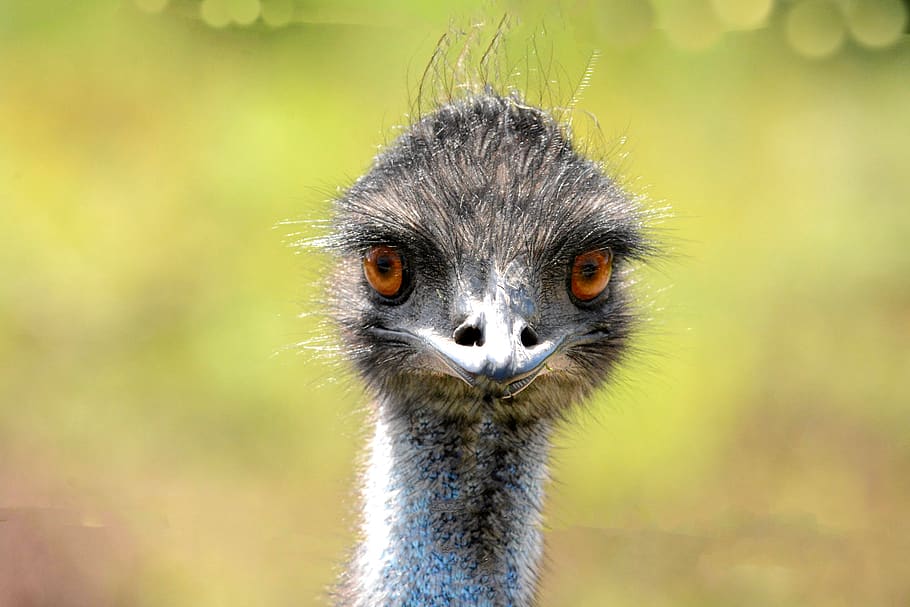emu, animal, wildlife, nature, bird, feather, feathers, animal wildlife, one animal, animals in the wild