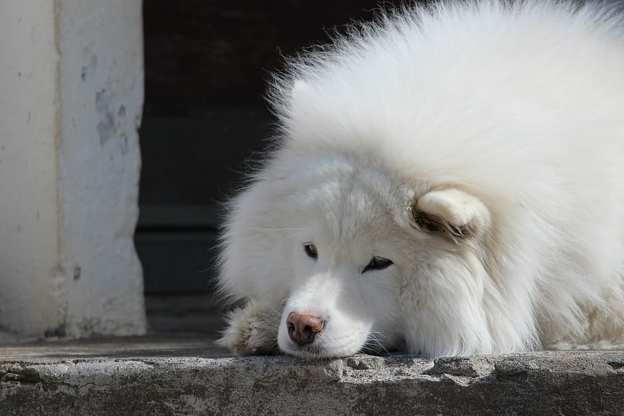 Samoyedo, perro, canino, mascota, animal, blanco, perrito, esponjoso, pedigrí, solitario