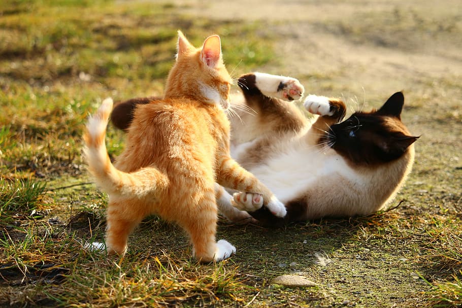 siamese cat, orange, tabby, cat, siamese, breed cat, cat baby, kitten, fight, play