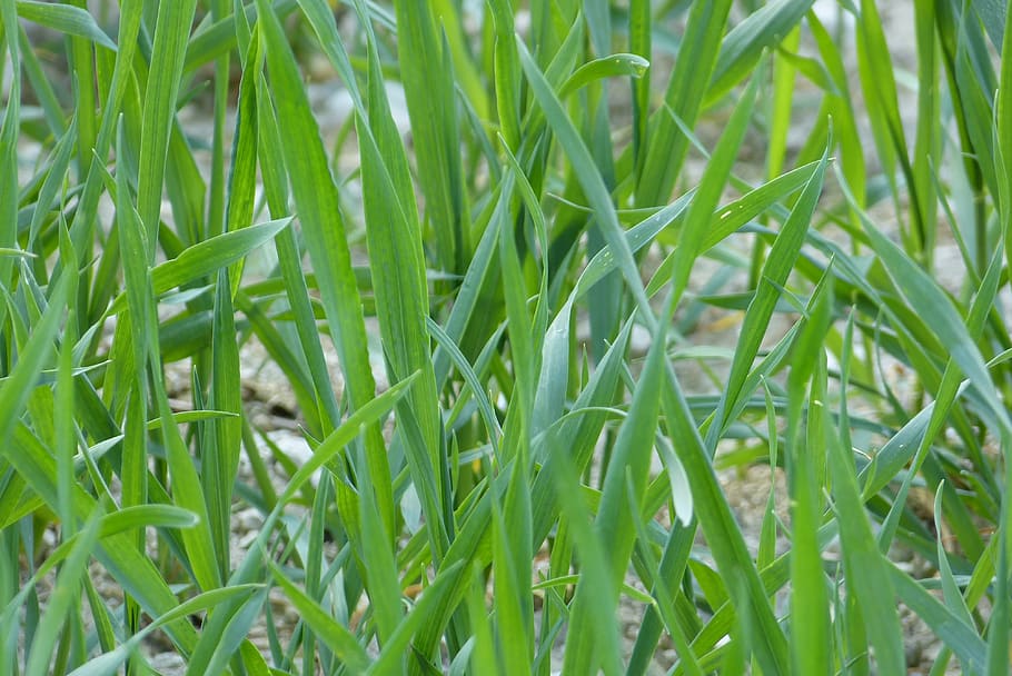 field, green, close up, nature, agriculture, landscape, rural, scenic, environment, plant