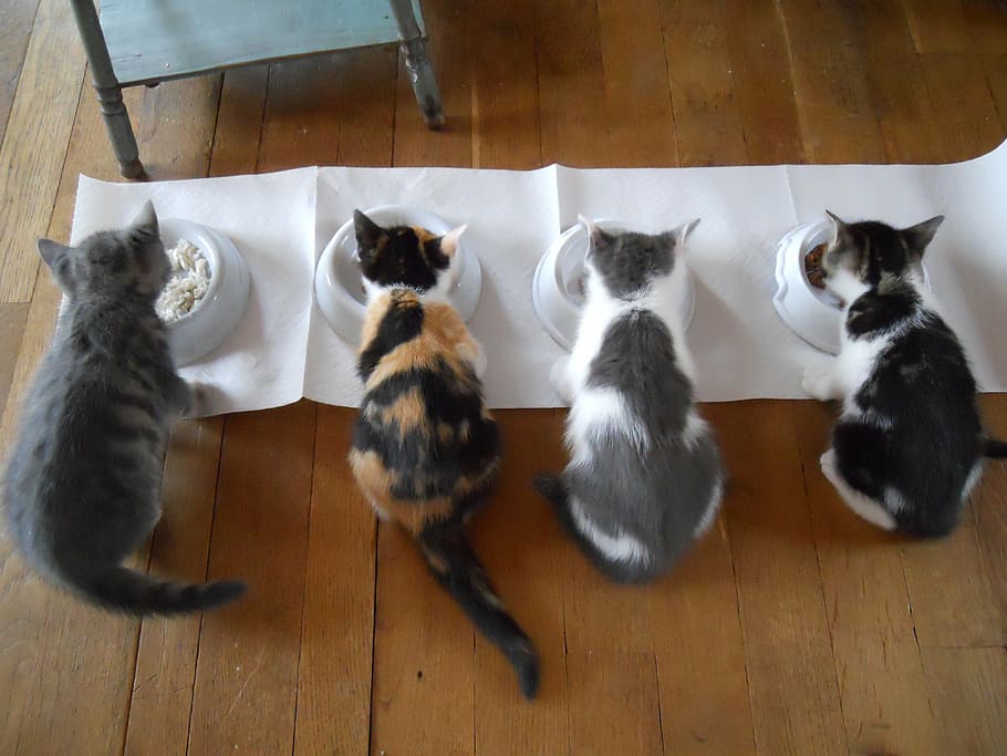cuatro, gatos, comer, cuencos para mascotas, gato, alimentación, gato joven, animal, mamífero, gato doméstico