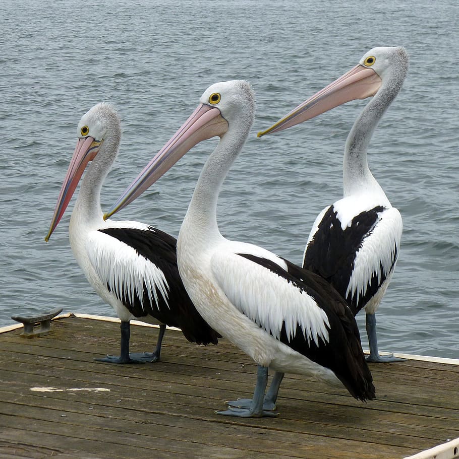 três, preto, branco, pelicanos, além de, corpo, água, dia, preto e branco, branco Pelicanos