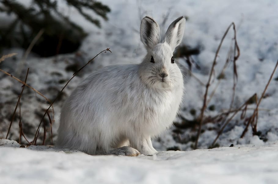 white, rabbit, winter, snowshoe hare, bunny, outdoors, wildlife, nature, furry, floppy