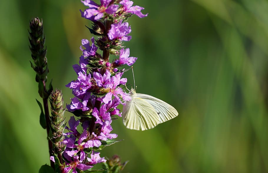 weis sling, butterfly, close, insect, blossom, bloom, nature, flight insect, summer, green veined white