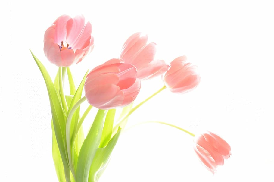 rosado, verde, pintura de flores, ramo, tulipanes, plantas, floral, planta, natural, flor