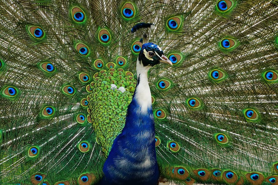 blue, green, peacock, spreading, tail, wheel, bird, animal, animal themes, peacock feather