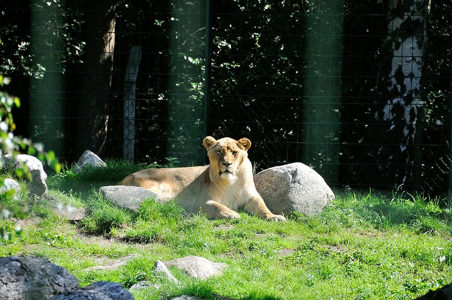 lion, wild, zoo, lioness, fur, animal, predator, park, king of the savannah, cat