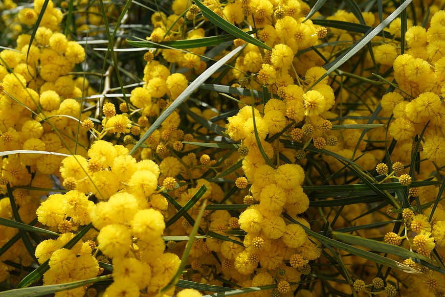 xmas plant, bauble, yellow ball plant, tree, blossom, flower, bright yellow fragrant fluffy balls, cootamundra, wattle, acacia