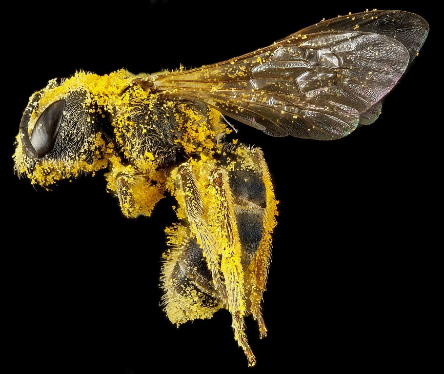 brown honeybee, sweat bee, pollen, macro, insect, wildlife, nature, wings, halictus ligatus, profile