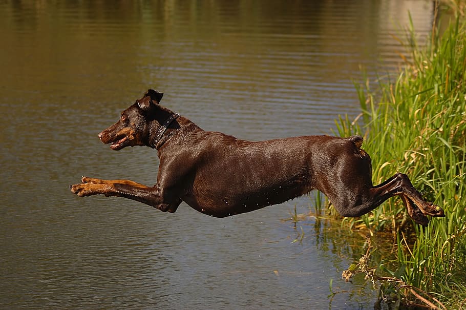 dog, jump, swim, dive, water, lake, beach, air, swimmer, doberman