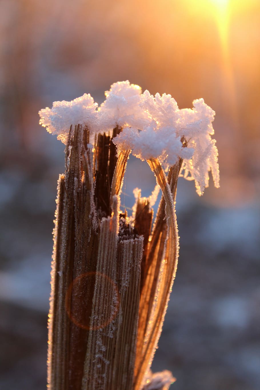 selective, focus photography, frozen, husk, eiskristalle, snow, frost, sun, morning, winter