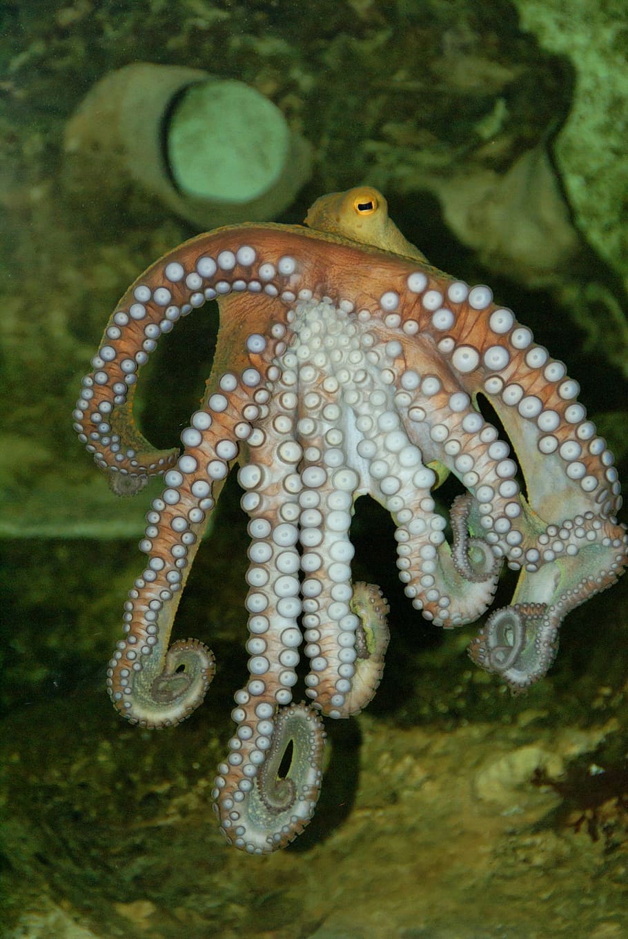 brown octopus, octopus, underwater, meeresbewohner, water creature, suction cups, maritime, squid, animal, animal themes