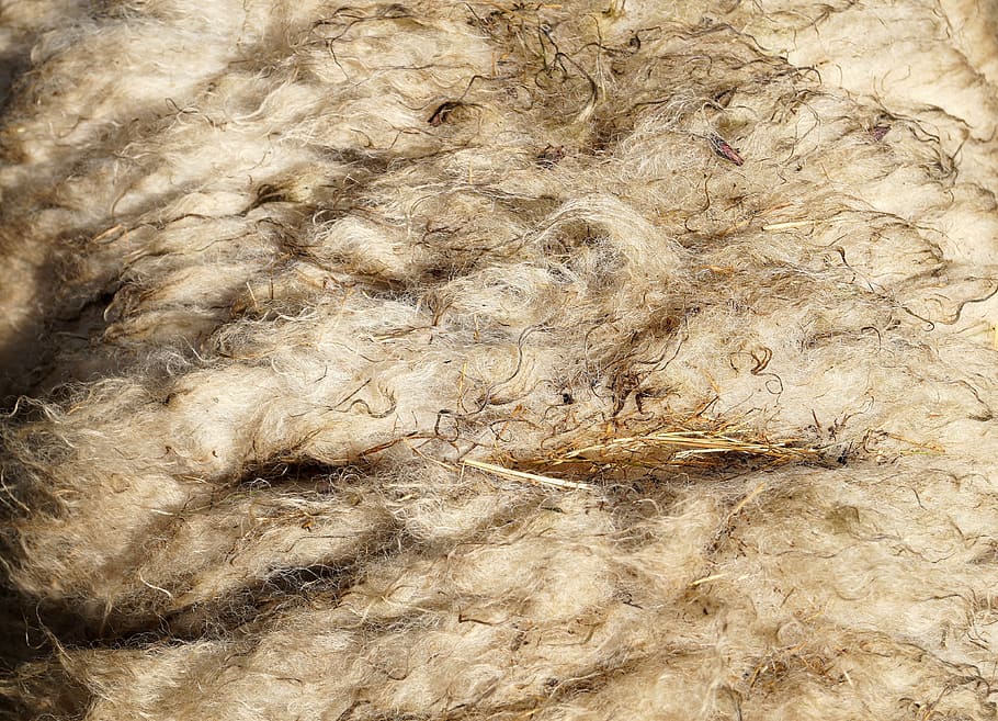 wool, sheep's wool, sheepskin, sheared, sheep, shear, backgrounds, full frame, close-up, textured