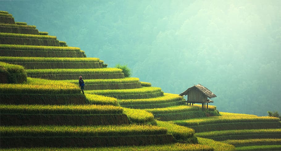 fotografía de paisaje, terrazas de arroz, durante el día, casa marrón, distancia, agricultura, asia, gato, china, nube