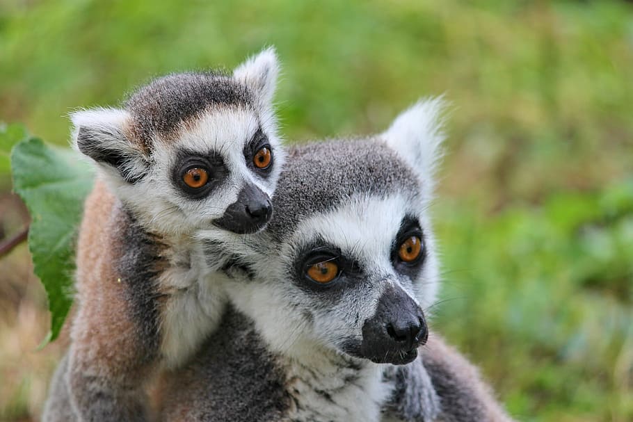 closed-up photography, two, white-and-brown lemurs, makis, lemur, lemurs monkeys, dam, young, family, madagascar