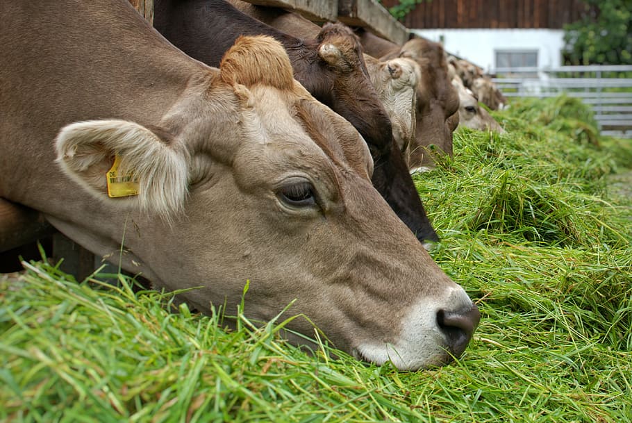 close-up photo, brown, cattle, eating, grass, food, eat, cow, animal, agriculture